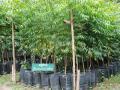 रोपवाटिकांमधून आता रोपांचे मोफत वाटप! - Marathi News | Now the free distribution of the seedlings from nurseries! | Latest akola News at Lokmat.com