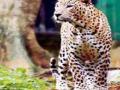आयआयटीत बिबटय़ाचा थरार! - Marathi News | Thunder in the leopard of IIT! | Latest maharashtra News at Lokmat.com