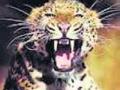 इंदिरानगरात पुन्हा बिबट्या? - Marathi News | Indyaragaragara again leopard? | Latest nashik News at Lokmat.com