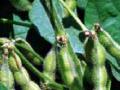 केवळ ६० टक्केच खरीपाची पेरणी - Marathi News | Only 60 percent sowing of Kharif | Latest chhatrapati-sambhajinagar News at Lokmat.com