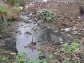 घाणीचे साम्राज्य, आरोग्य धोक्यात! - Marathi News | Dangerous Empire, Health Hazard! | Latest buldhana News at Lokmat.com
