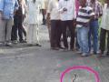 नाग, मुंगसाच्या झुंजीमुळे वाहतूक विस्कळीत - Marathi News | Traffic disrupted due to the snake, the ring of the munus | Latest akola News at Lokmat.com