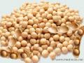 सोयाबीन बियाणे निकृष्ट - Marathi News | Soybean seeds degraded | Latest akola News at Lokmat.com