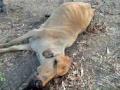 अकोला जिल्ह्यात गुरांच्या मृत्यूचे प्रमाण वाढले - Marathi News | Akola District has increased the number of deaths of cattle | Latest akola News at Lokmat.com