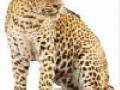 आता बिबट्याच्या मातेचा शोध - Marathi News | Now the discovery of the mother of the leopard | Latest chhatrapati-sambhajinagar News at Lokmat.com