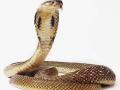 सर्पदंश ही नैसर्गिक आपत्ती ठरावी - Marathi News | The snakebite is a natural disaster | Latest buldhana News at Lokmat.com