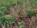 कुठे दुबार तर कुठे तिबार पेरणी - Marathi News | Where seldom sowing sowing | Latest buldhana News at Lokmat.com