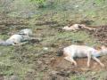 मृत्युमुखी पडलेल्या जनावरांचा सर्व्हे थंडबस्त्यात! - Marathi News | The animals died in the cold! | Latest buldhana News at Lokmat.com