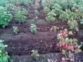 बियाण्याची उगवण क्षमता घटली - Marathi News | Seed germination capacity decreased | Latest buldhana News at Lokmat.com