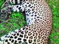नळवाडी शिवारात आढळला मृत बिबट्या - Marathi News | Dead Leopards found in Nalwadi Shivar | Latest nashik News at Lokmat.com