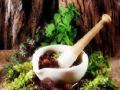 जडीबुटी दिन - Marathi News | Herb day | Latest buldhana News at Lokmat.com