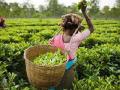 भारतातील चहा उत्पादनामध्ये किटकनाशकांचे अवशेष - सर्वे - Marathi News | Pesticides residues in India's tea production - Survey | Latest mumbai News at Lokmat.com