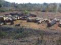 सिंदखेडराजा येथे सागवनाची अवैध कत्तल - Marathi News | Illegal slaughter of Sagvarna at Sindhkhedraja | Latest buldhana News at Lokmat.com