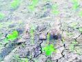 बुलडाणा जिल्ह्यातील पिके सुकण्याच्या मार्गावर - Marathi News | On the way to dry crops in Buldana district | Latest buldhana News at Lokmat.com