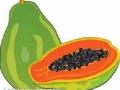 खडकाळ जमिनीत पिकविली २८ लाखाची पपई! - Marathi News | 28 lakh papaya rickshaw land! | Latest vashim News at Lokmat.com
