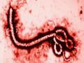 इबोला; आत्तार्पयत 10, 194 प्रवाशांची केली तपासणी - Marathi News | Ebola; Until 10, 194 passengers checked | Latest national News at Lokmat.com