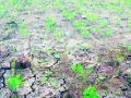 दुष्काळाच्या घोषणोची प्रतीक्षा - Marathi News | Waiting for drought announcements | Latest buldhana News at Lokmat.com