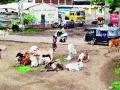 वळूंची झुंज पोहोचली विहिरीत - Marathi News | Bull battles are well in the well | Latest nashik News at Lokmat.com