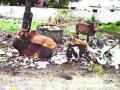 कचराकुंड्यांभोवती जनावरांचा वावर - Marathi News | The animal wand around the trash | Latest nashik News at Lokmat.com