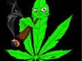 ४३ किलो गांजा जप्त - Marathi News | 43 kg of ganja seized | Latest akola News at Lokmat.com