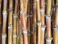 उसासाठी सरकारी मूल्य 230 रुपये प्रति क्विंटल - Marathi News | Government price for sugarcane 230 Rs per quintal | Latest national News at Lokmat.com