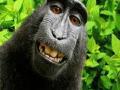 माकडाने ‘सेल्फी’ काढले तरी त्याच्याकडे स्वामित्व हक्क नाही - Marathi News | Although Monkey 'Selfie' is removed, he has no right to own | Latest international News at Lokmat.com