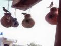चिमुकल्या संभाजीने घराचा व्हरंडा बनविला पक्षांचे निवासस्थान - Marathi News | Chimukya Sambhaji made a home of Vrinda Paksha's residence | Latest akola News at Lokmat.com