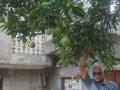 पावसाळी आंबे . .... - Marathi News | Rainy mangoes .... | Latest akola News at Lokmat.com