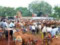 वाईत ८० हजार बैलजोड्यांचा सहभाग - Marathi News | Participation of 80 thousand bullocks | Latest chhatrapati-sambhajinagar News at Lokmat.com