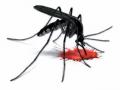 डेंग्यूचा डंख - Marathi News | Dengue | Latest maharashtra News at Lokmat.com