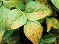 पश्‍चिम वर्‍हाडातील सोयाबीन धोक्यात - Marathi News | Soybean hazard in western ward | Latest maharashtra News at Lokmat.com