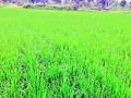 पावसाची पाठ, धानपीक धोक्यात - Marathi News | Rain fall, paddy crop danger | Latest bhandara News at Lokmat.com