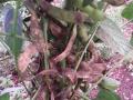 फळधारणेपूर्वीच शेंगांना करपा - Marathi News | Crush the pods before fruiting | Latest buldhana News at Lokmat.com