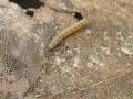 लाखो हेक्टरवरील सागवानवर किडींचा प्रादुर्भाव - Marathi News | Proliferation of pests on millions of hectares | Latest akola News at Lokmat.com