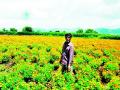 कळवण तालुक्यात झेंडूची शेती बहरली... - Marathi News | Marigold farming in Kalwan taluka ... | Latest nashik News at Lokmat.com