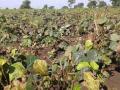 पीक नष्ट होण्याच्या मार्गावर - Marathi News | On the way of the crop being destroyed | Latest buldhana News at Lokmat.com