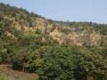 आता राज्यातील सर्वच जंगल अतिसंवेदनशील - Marathi News | Now all the forests in the state are susceptible | Latest akola News at Lokmat.com