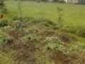 सामाजिक वनीकरणाच्या पुढाकाराने १८00 झाडांची लागवड - Marathi News | 1800 trees planted on the initiative of social forestry | Latest buldhana News at Lokmat.com