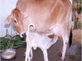 दुधाळ जनावरांचे वाटप अडकले आचारसंहितेत ! - Marathi News | Distribution of milk and cattle was stalled! | Latest akola News at Lokmat.com