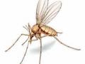 दोनदमध्ये आढळली घातक ‘सँडफ्लाय’ - Marathi News | Fatal 'sandfly' found in two | Latest maharashtra News at Lokmat.com
