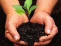 व-हाडाला सव्वा तीन लाख मेट्रिक टन खते लागणार! - Marathi News | Wadala and three lakh metric tonnes of fertilizer will be required! | Latest akola News at Lokmat.com