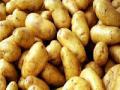 बटाटावाण महागले! - Marathi News | Potato expensive! | Latest pune News at Lokmat.com