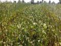 पावसाअभावी पिके सुकण्याच्या मार्गावर! - Marathi News | Due to lack of rain on the way to dry crops! | Latest vashim News at Lokmat.com