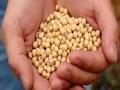 बियाणे संक्रमणाचा धोका; रोगांचा प्रादुर्भाव - Marathi News | The risk of seed transplantation; Influence of diseases | Latest vashim News at Lokmat.com