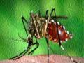 शहरात आढळल्या ‘एडिस एजिप्टा’च्या अळ्य़ा - Marathi News | 'Aisis Aegippa' found in the city | Latest akola News at Lokmat.com