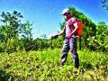 स्वयंचलित फवारणी पंपाची शेतकऱ्यांना भुरळ - Marathi News | Embark on automatic spray pump farmers | Latest nashik News at Lokmat.com