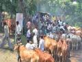 सातपुड्यात रंगला पशुपतीनाथांचा महोत्सव - Marathi News | Festival of Pashupatinatha in Satpurad | Latest maharashtra News at Lokmat.com