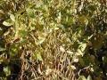 विजेअभावी पिके धोक्यात - Marathi News | Due to the risk of unnecessary crops | Latest buldhana News at Lokmat.com