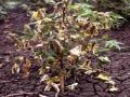 कपाशीवर ‘पॅराविल्ट’ रोगाचा प्रादुर्भाव - Marathi News | Influence of paravilt disease on cotton | Latest vashim News at Lokmat.com