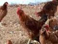 विदर्भात दोन कुक्कुट पालन प्रशिक्षण केंद्रं! - Marathi News | Two Poultry Training Centers in Vidarbha! | Latest maharashtra News at Lokmat.com
